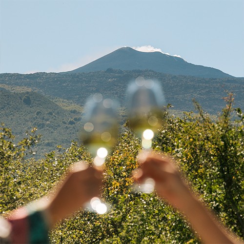 Olio, Vino & Fantasia: degustazione e visita in cantina a Etna