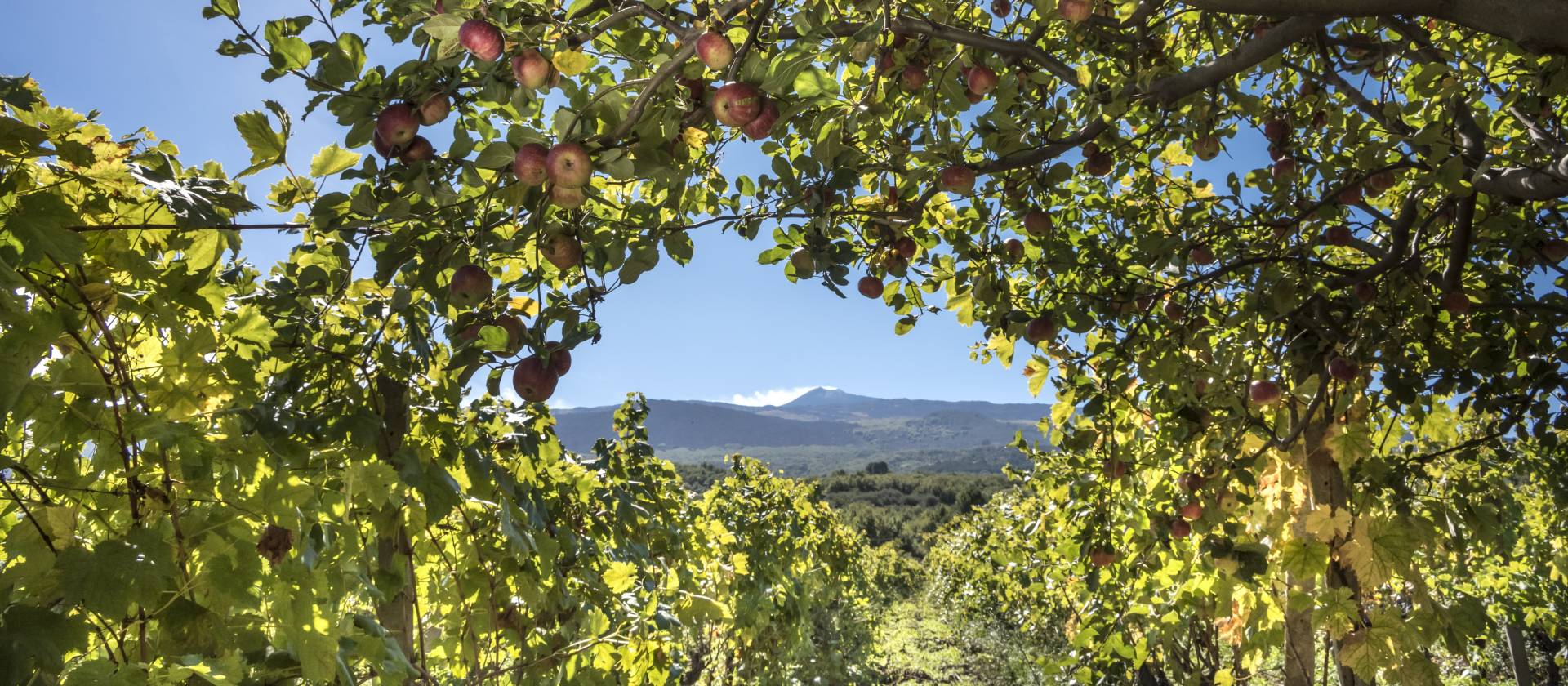 Donnafugata Weingut
