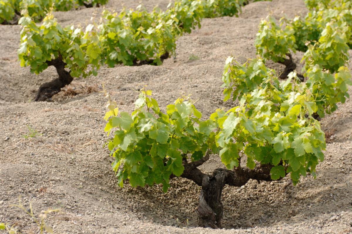 Alberello pantesco, UNESCO World Heritage - Donnafugata winery