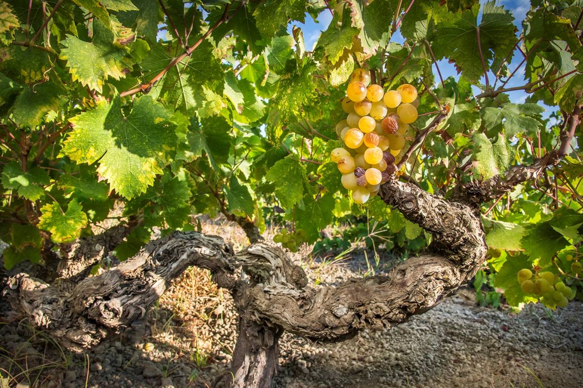 Cantine Pantelleria: visita e degustazione vini Donnafugata