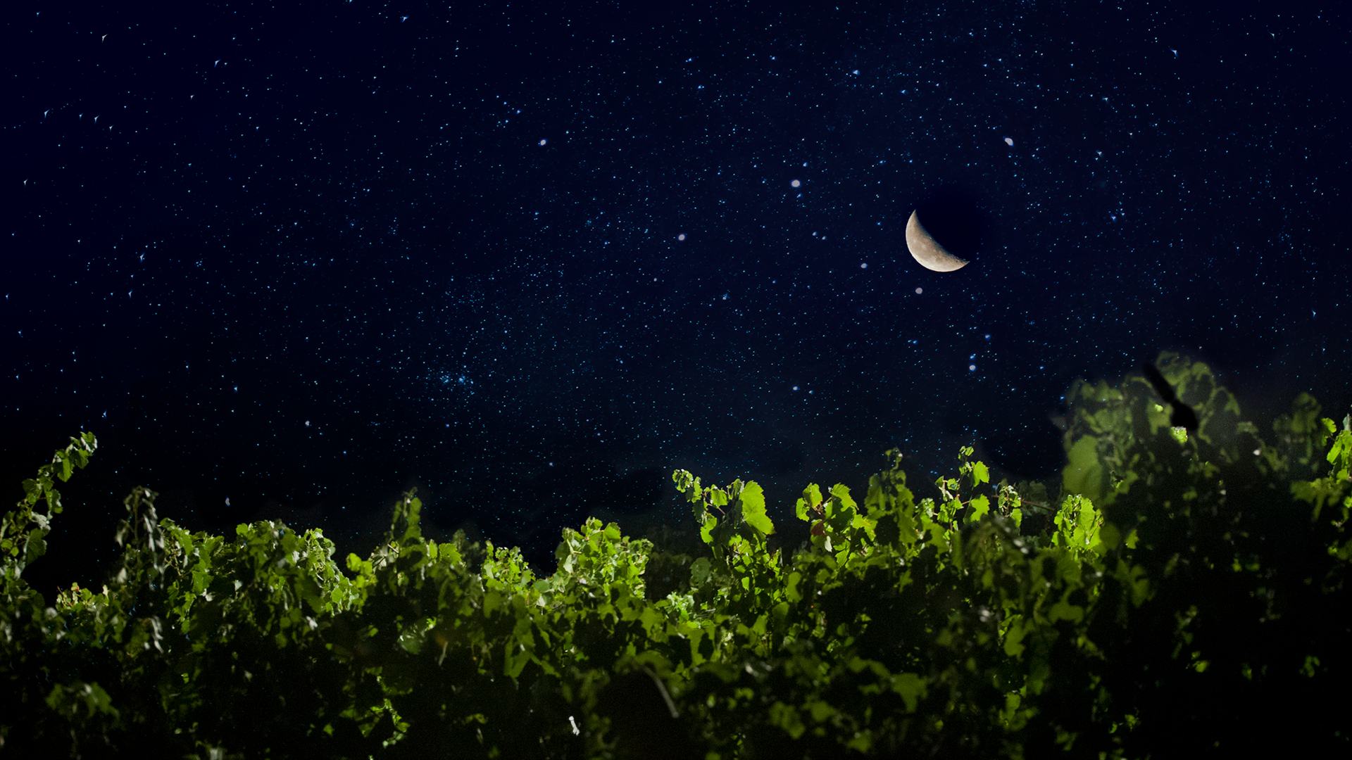 Calici di Stelle 2025